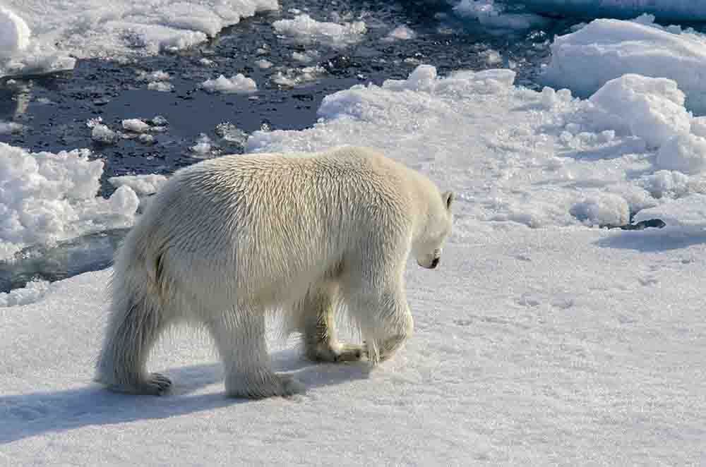 Oso Polar - islas Svalbard - Noruega 17.jpg